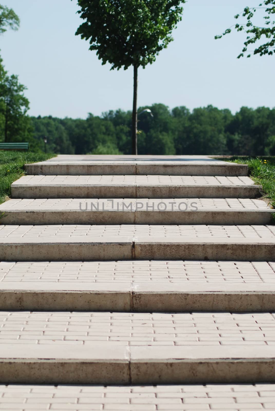 stairs to a wood  