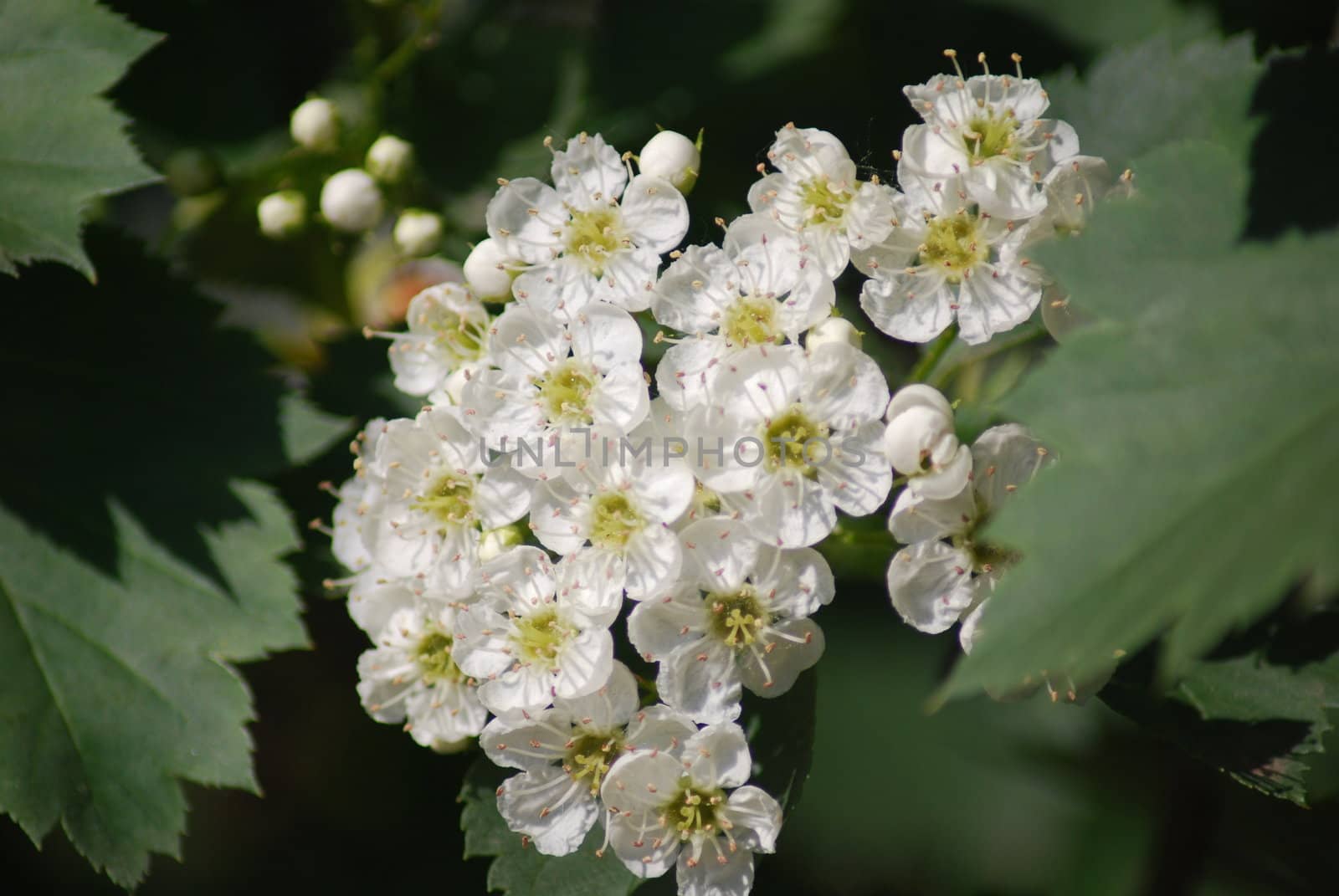 apple blossom close-up - white flowers by svtrotof