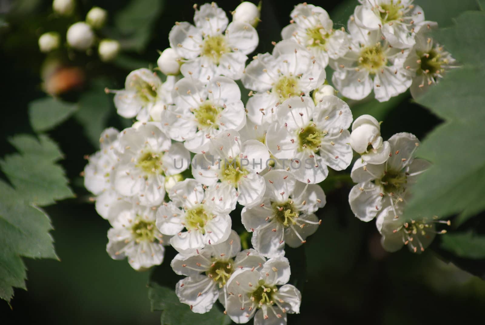 apple blossom close-up - white flowers by svtrotof