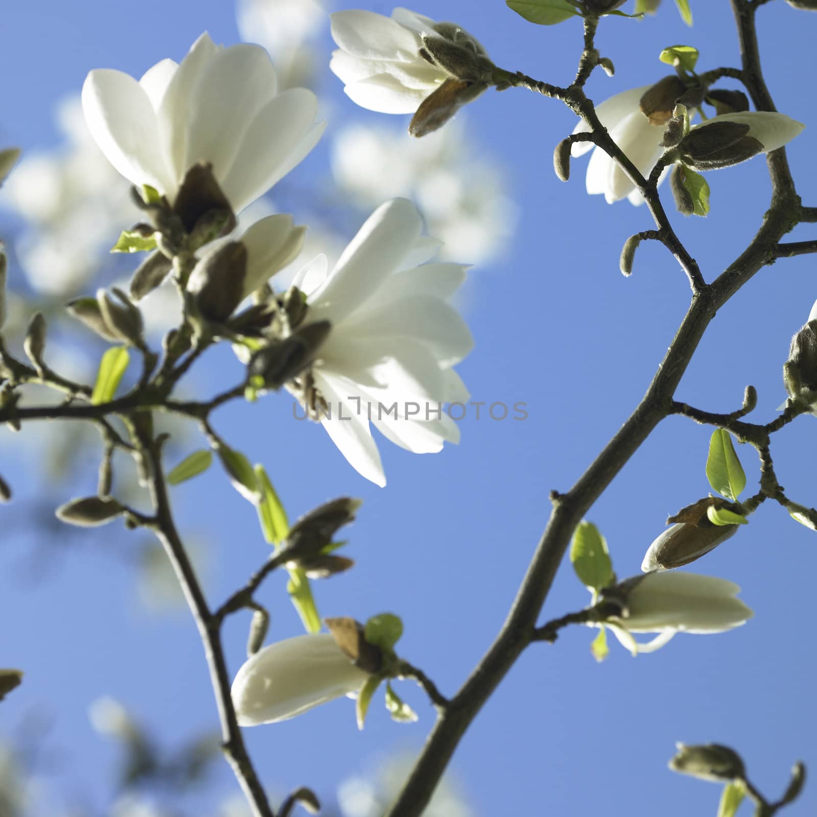 White Magnolia by mmm