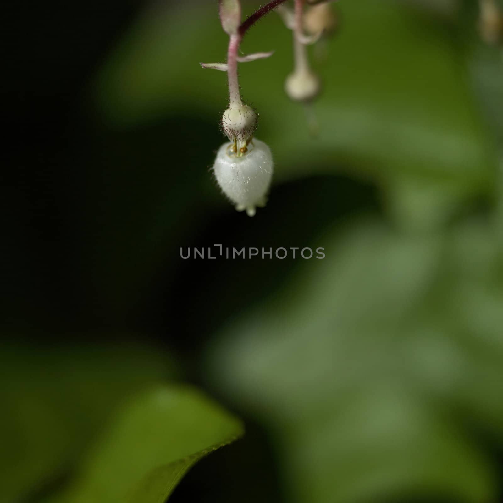 White Salal by mmm