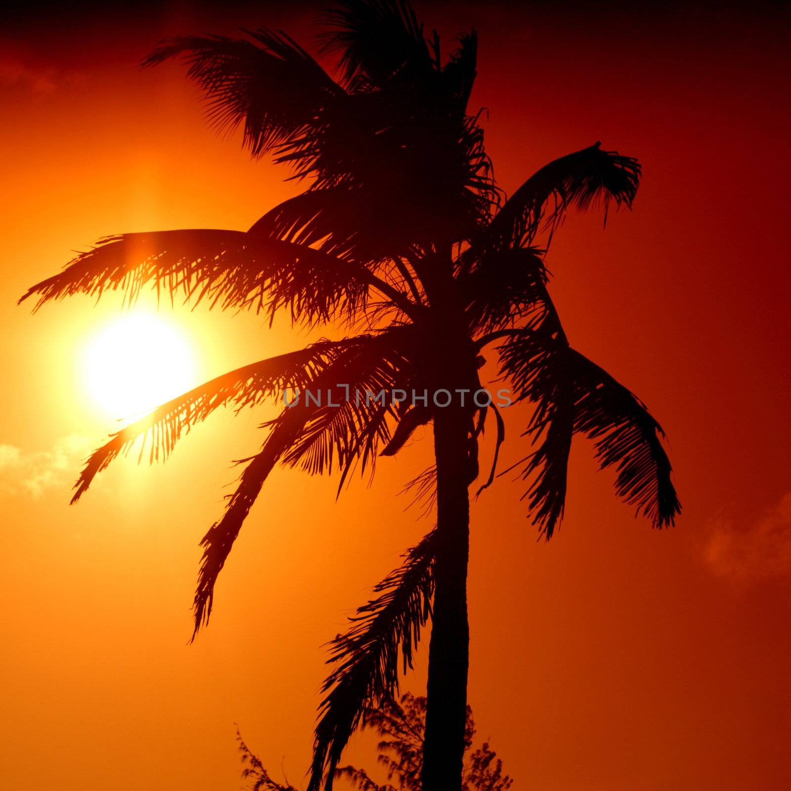 palm in yellow sunrise sky