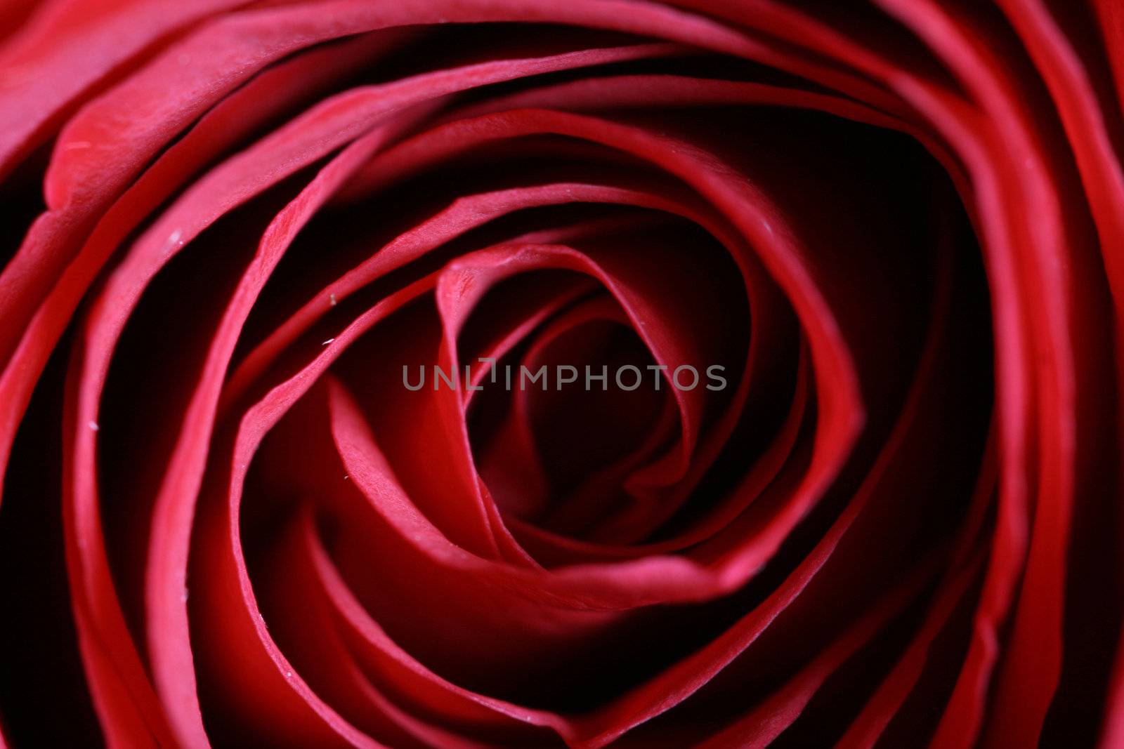 red rose macro close up bloom beautiful