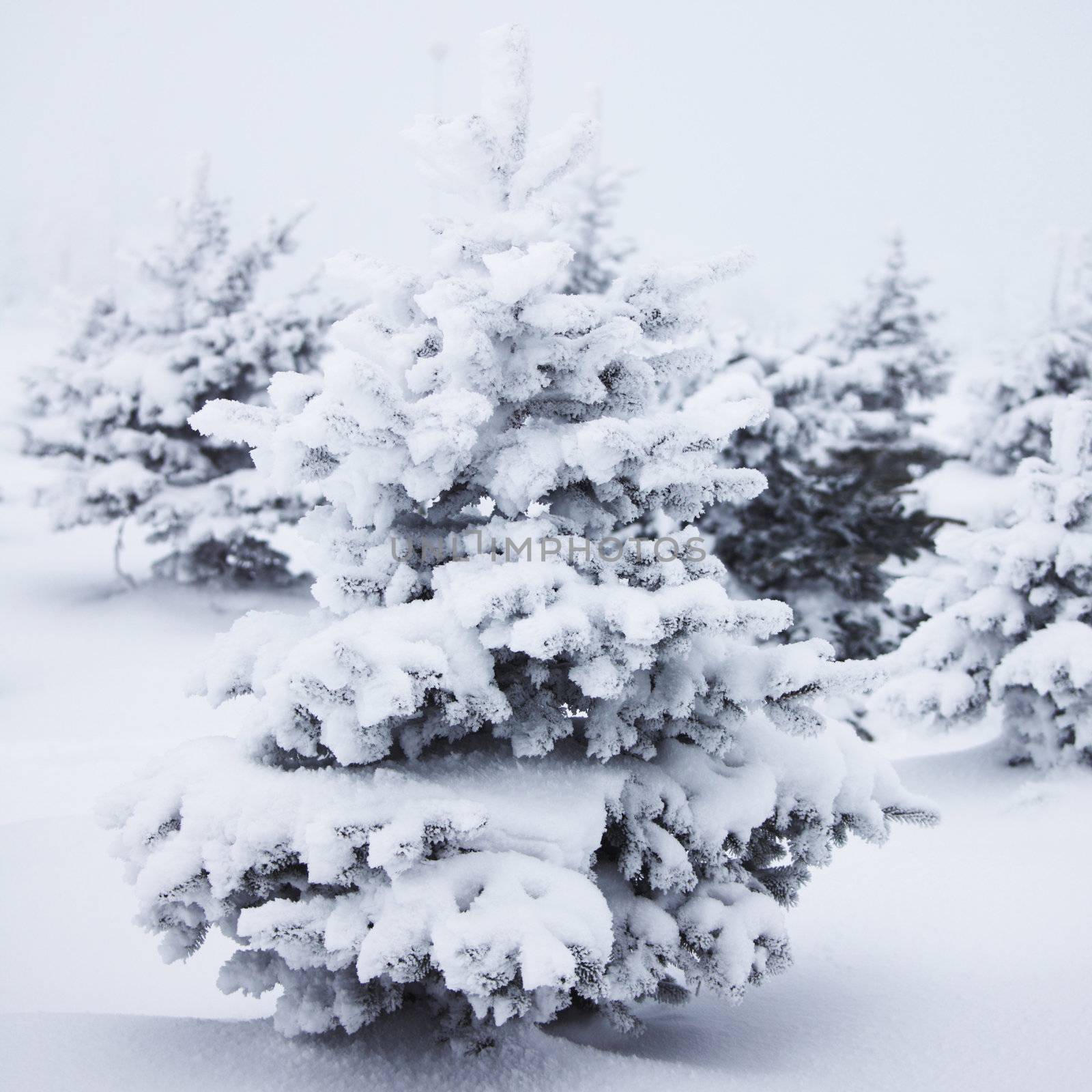 winter trees on snow white background