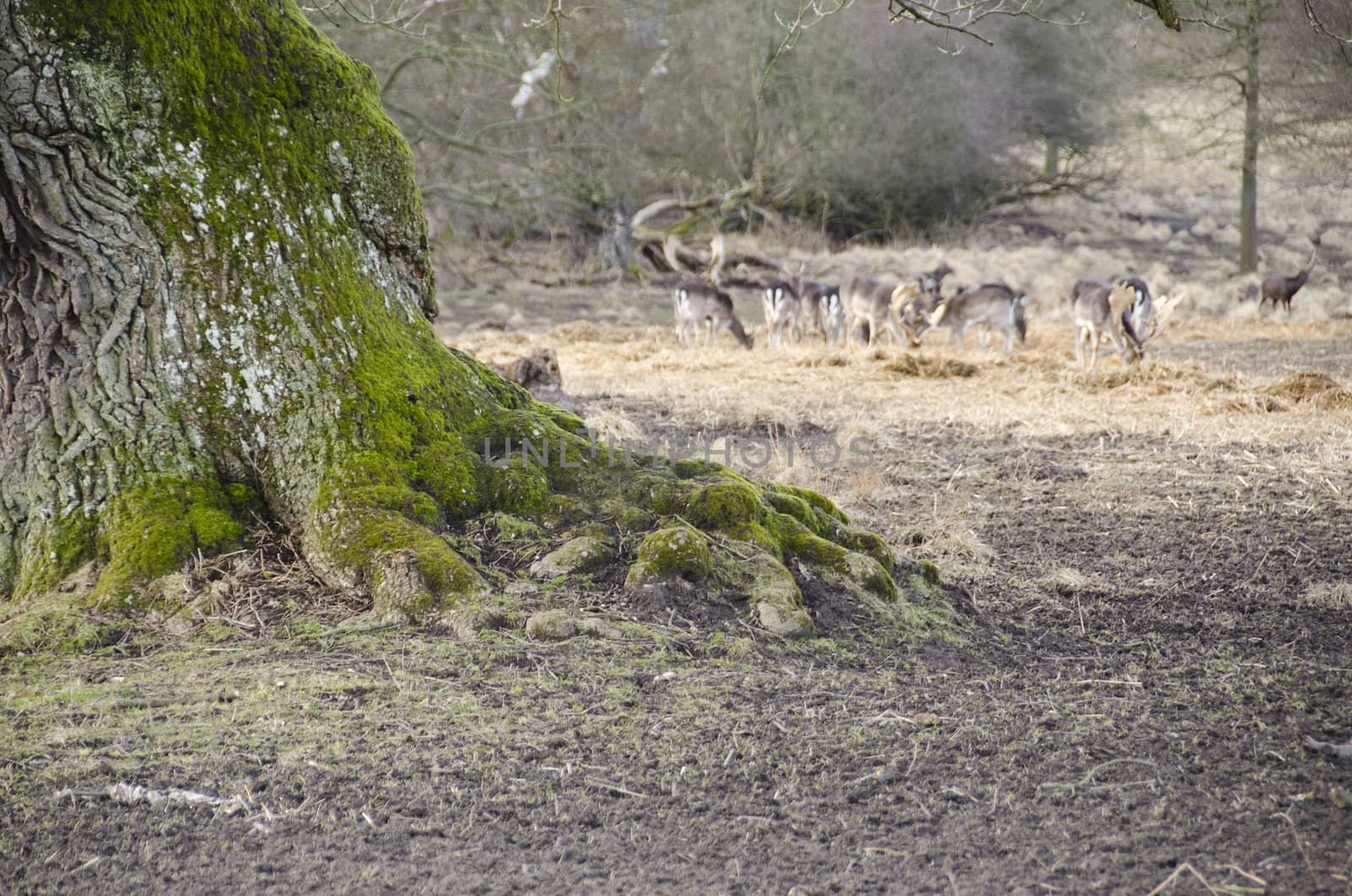 Old tree and fallow deers by Arrxxx