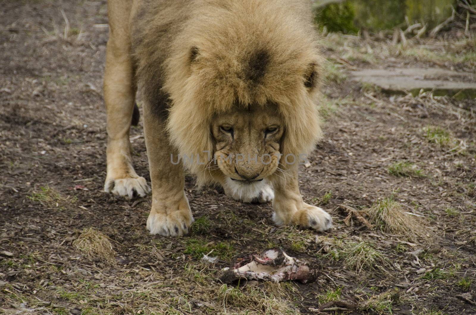 Male lion eating on grass in winter