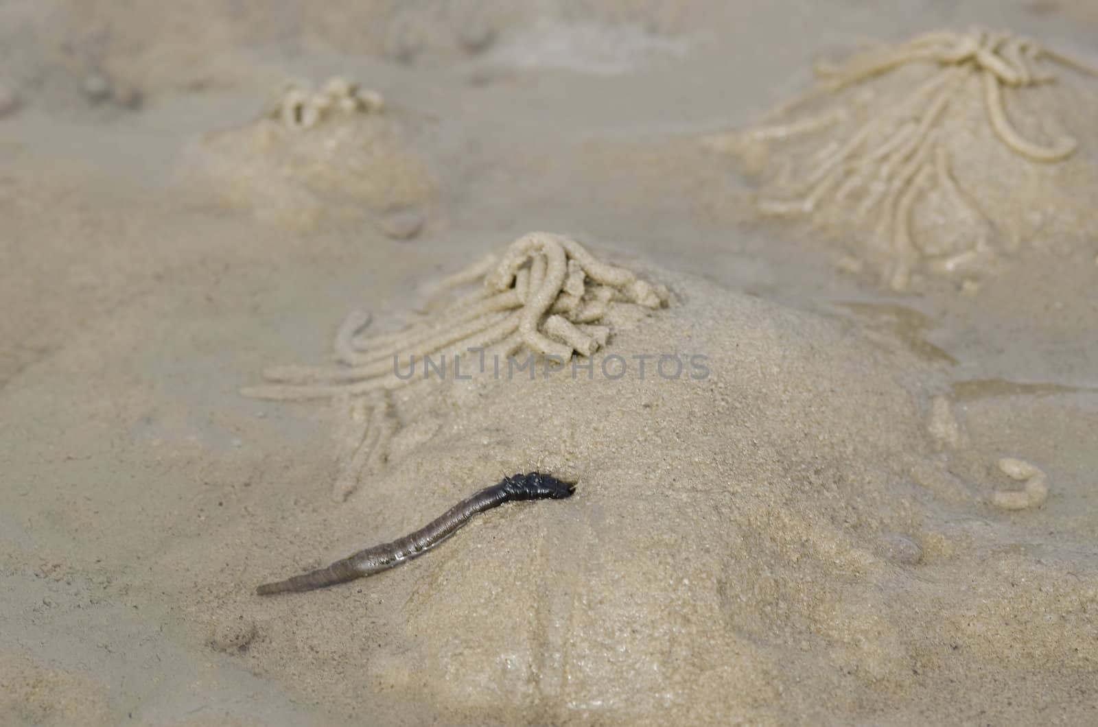 Burrows of the lugworm or sandworm, Arenicola marina, in the wadden sea