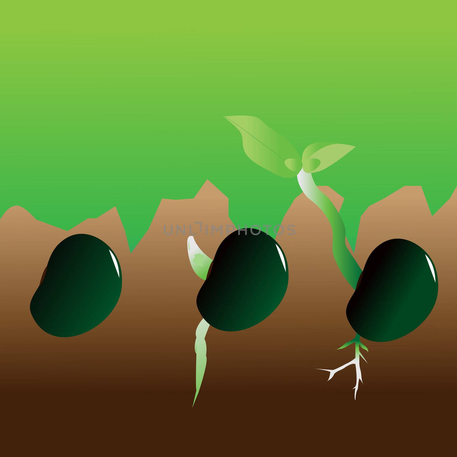 illustration of stages of growth of plant