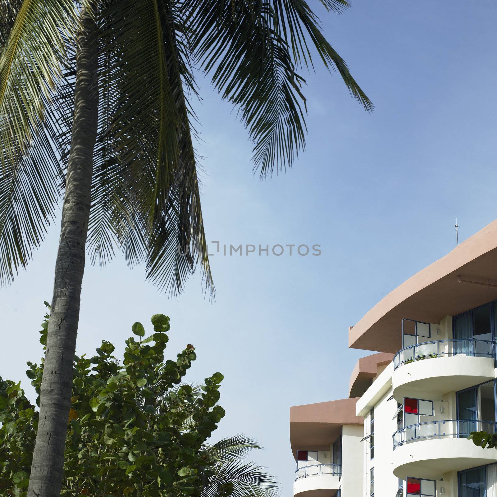 Tropical hotel and palm tree