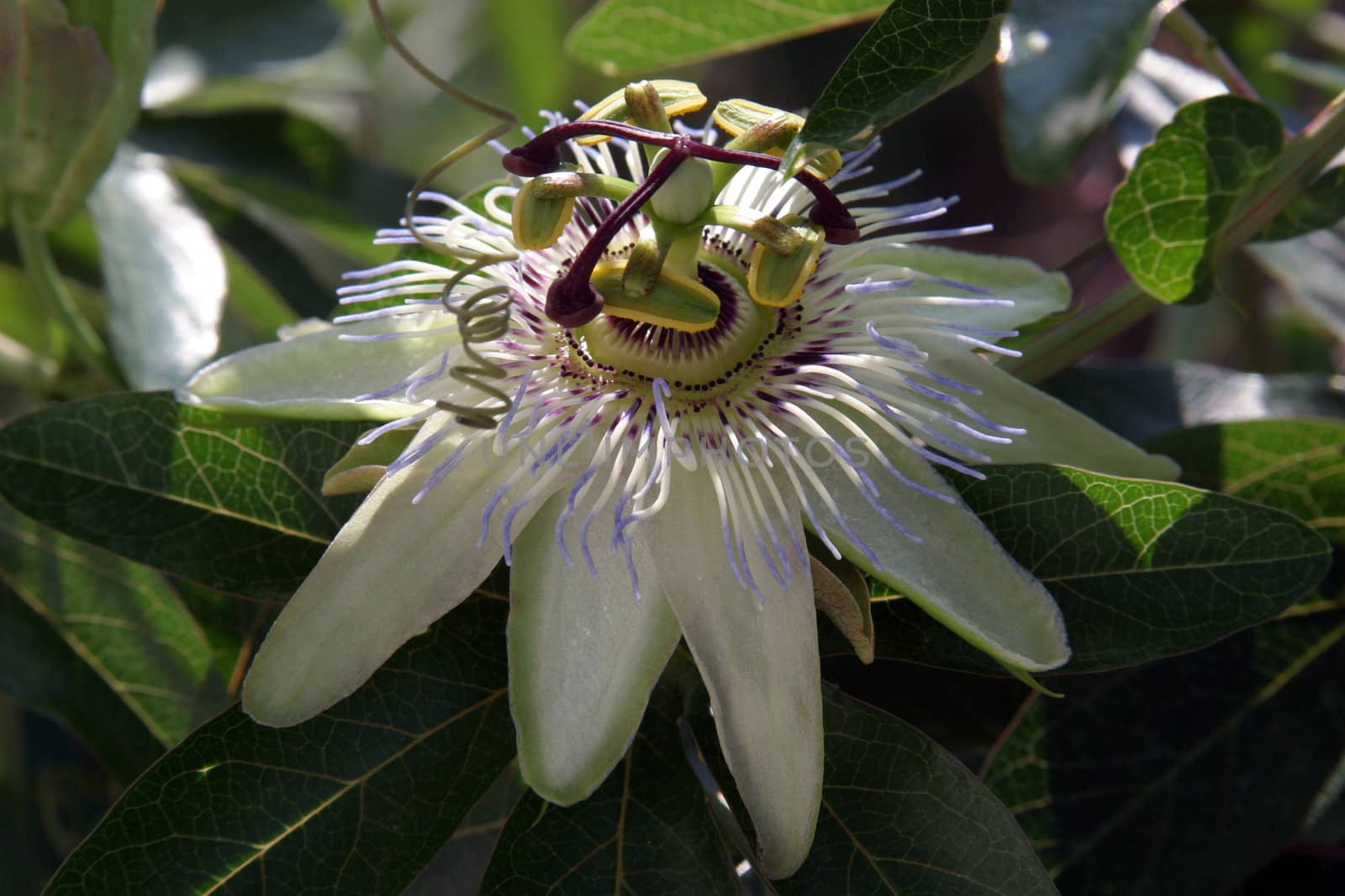 Passion Flower