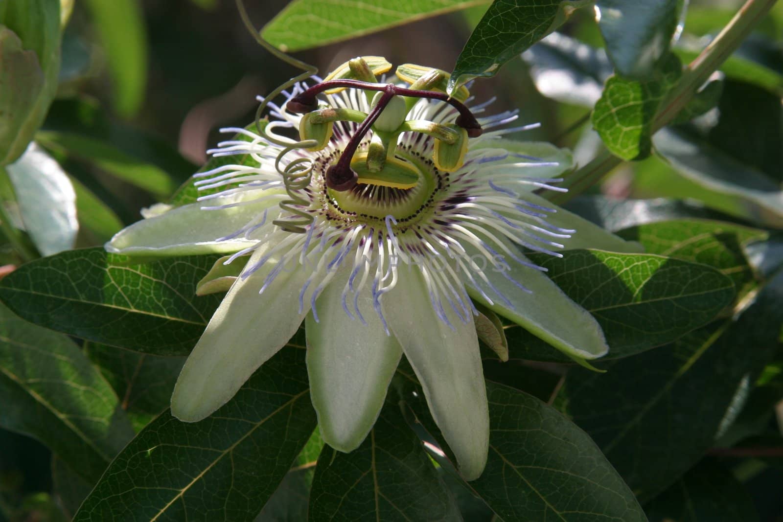 Passion Flower