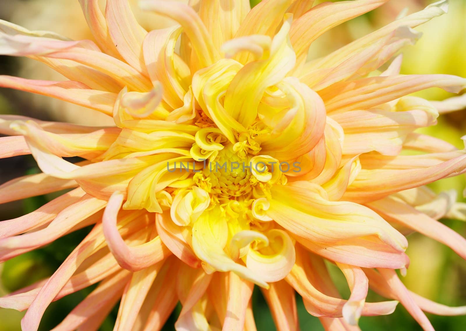 Close up of a Yellow and Red Dahlia with wild petals