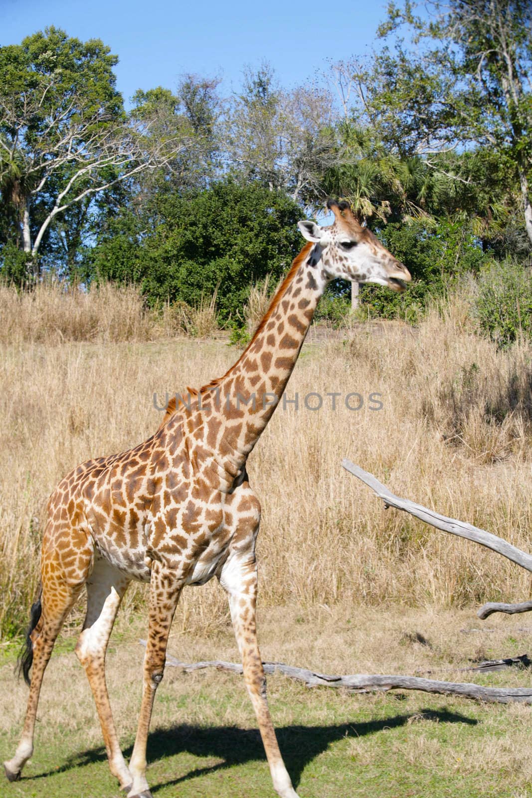 Giraffe in Africa. Focus in the body. by dacasdo