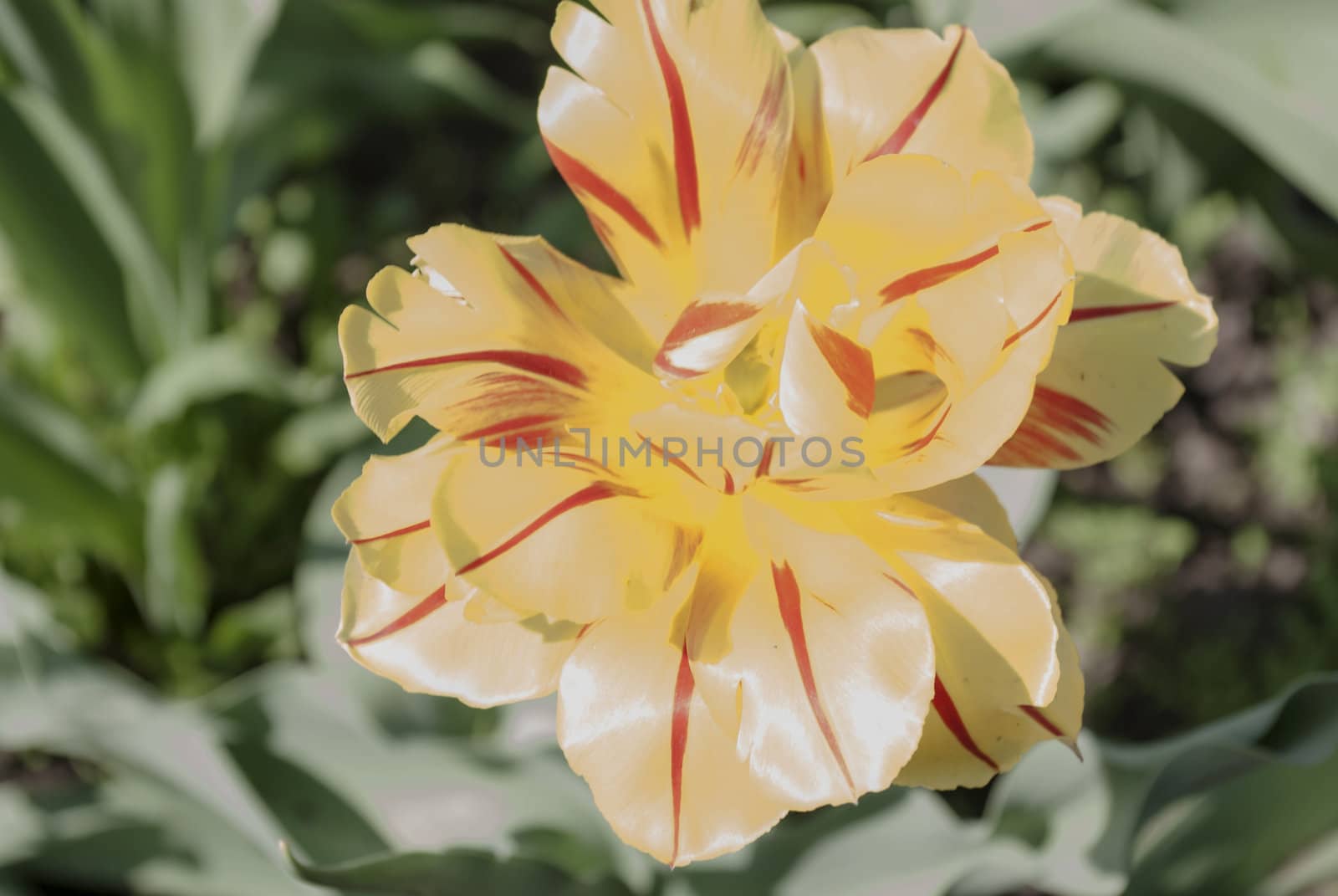 abstract bright yellow tulip close-up
