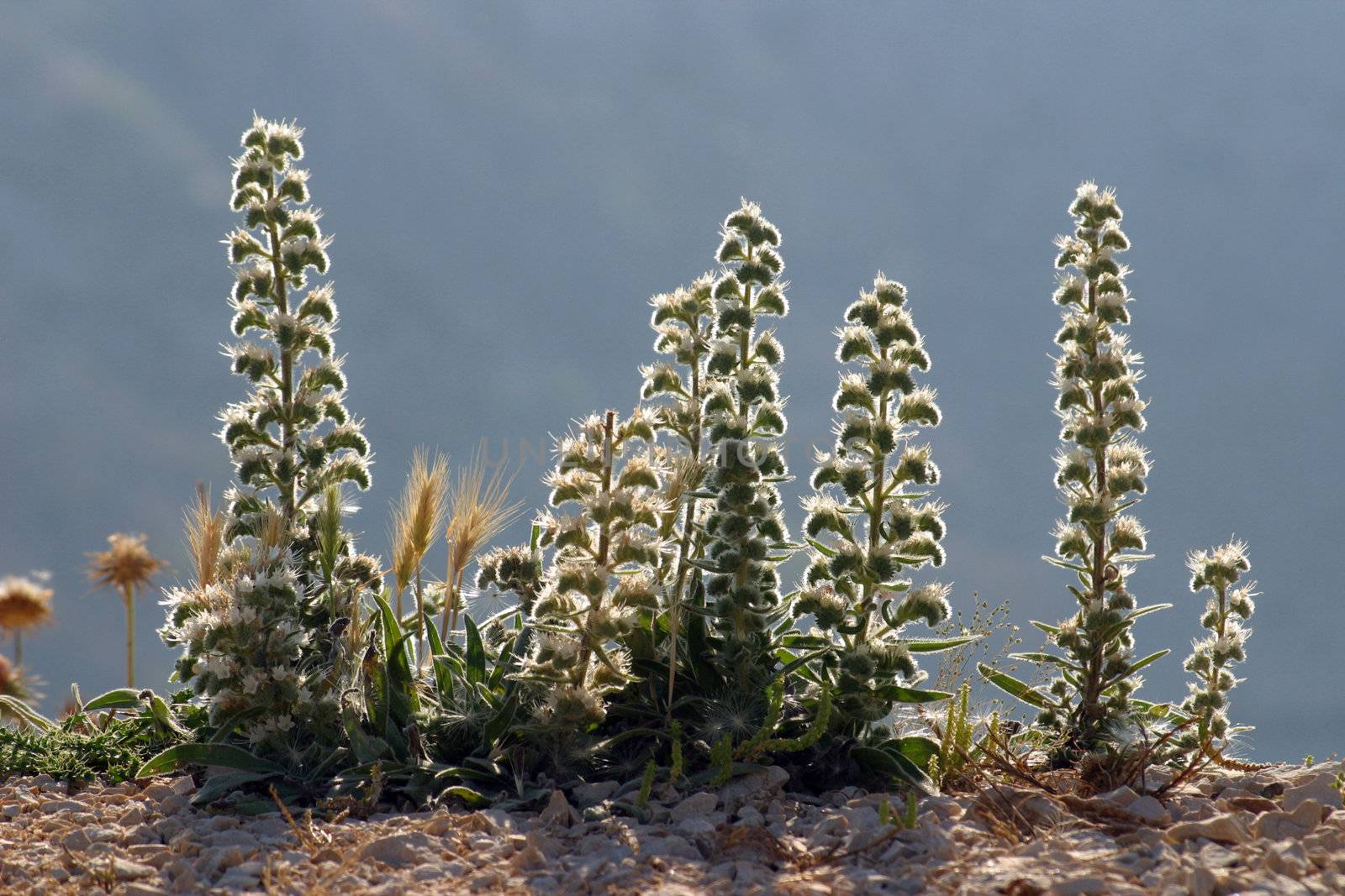 Desert plant