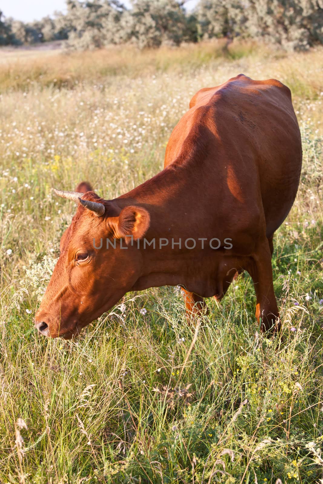 brown cow by agg
