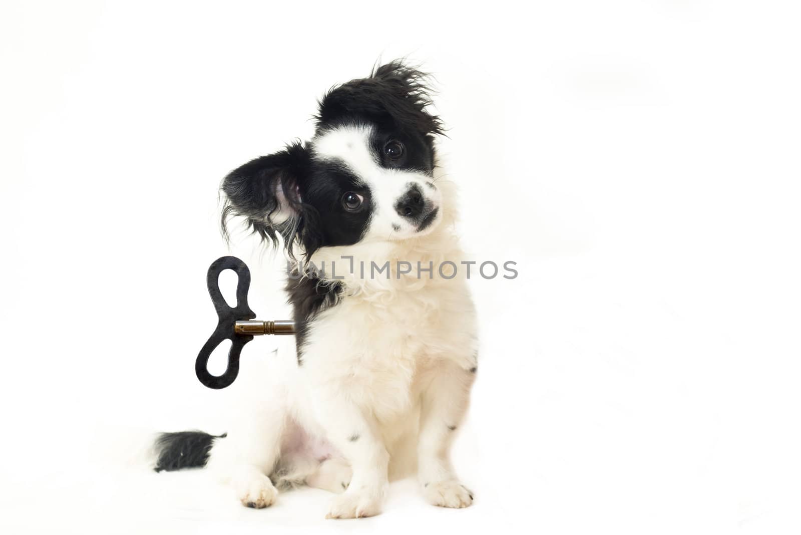 abandoned puppy, dog toy concept, isolated on white