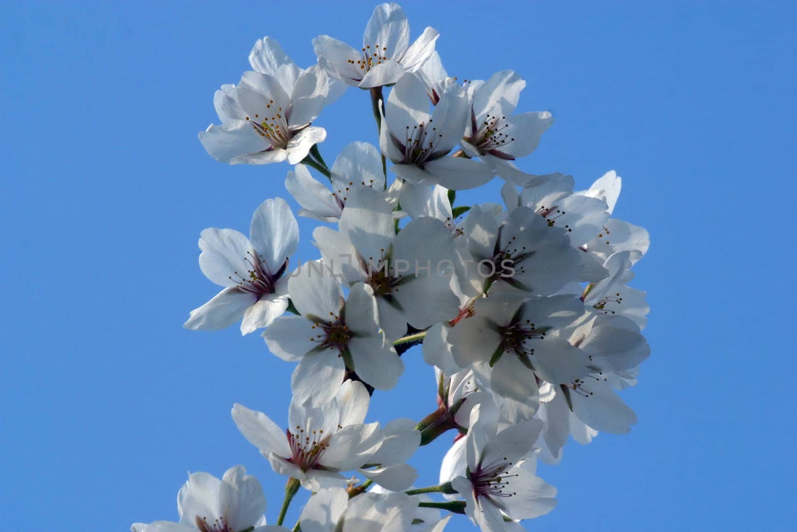 Close up of fruit flowers in the earliest springtime