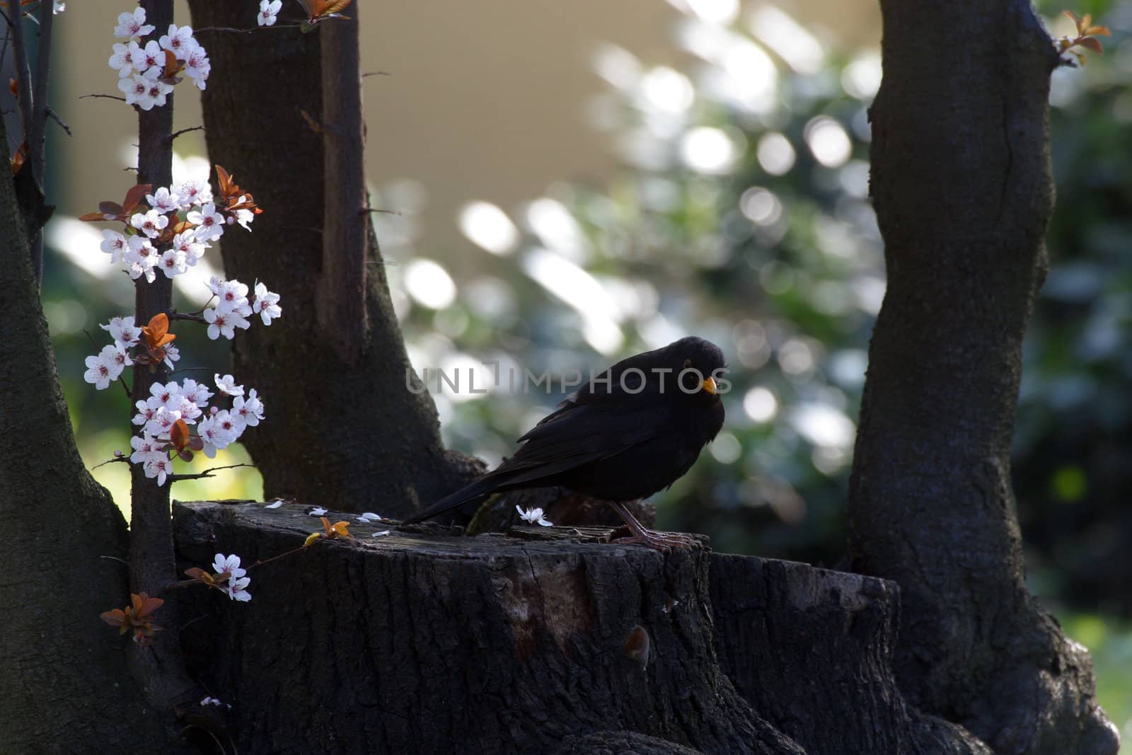 Clouse up photo of Blackbird standing on a tree stump