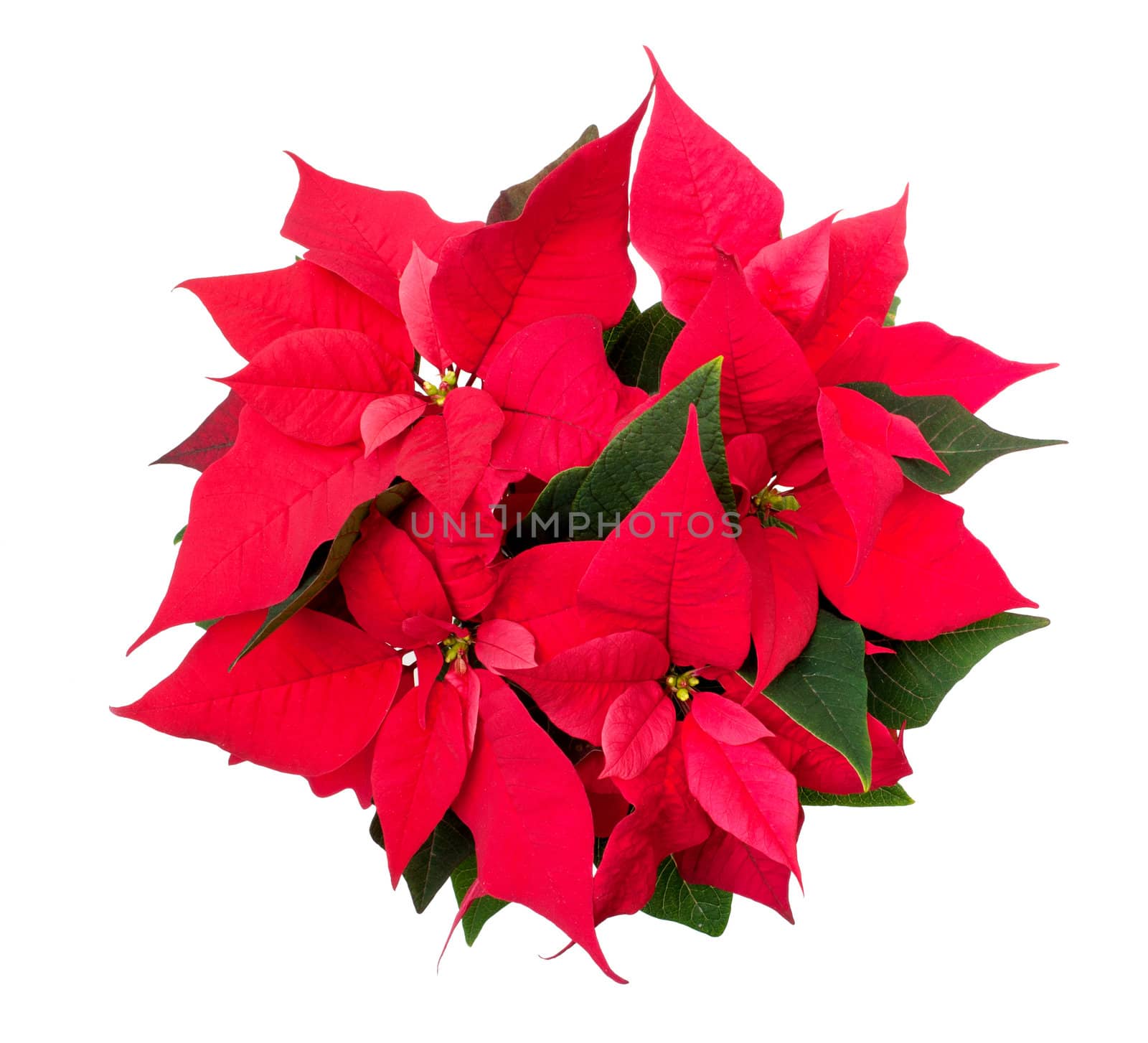 Christmas Flower - Poinsettia (Euphorbia pulcherrima) Isolated on White