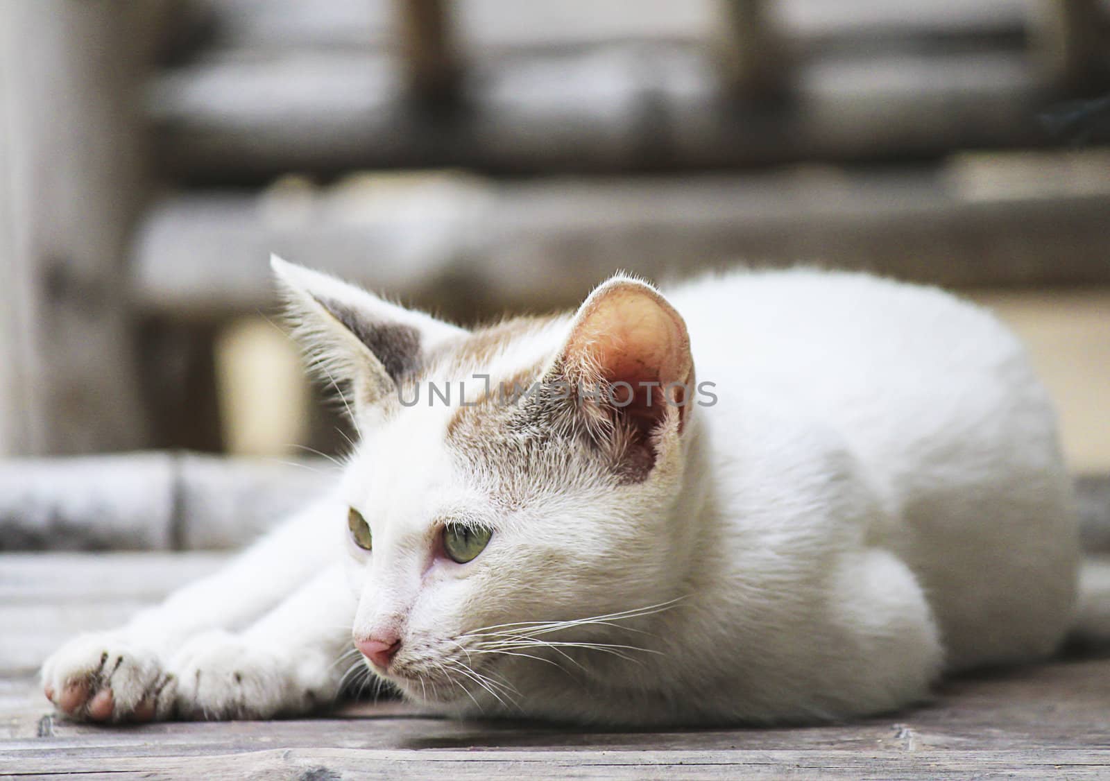 Little Cat