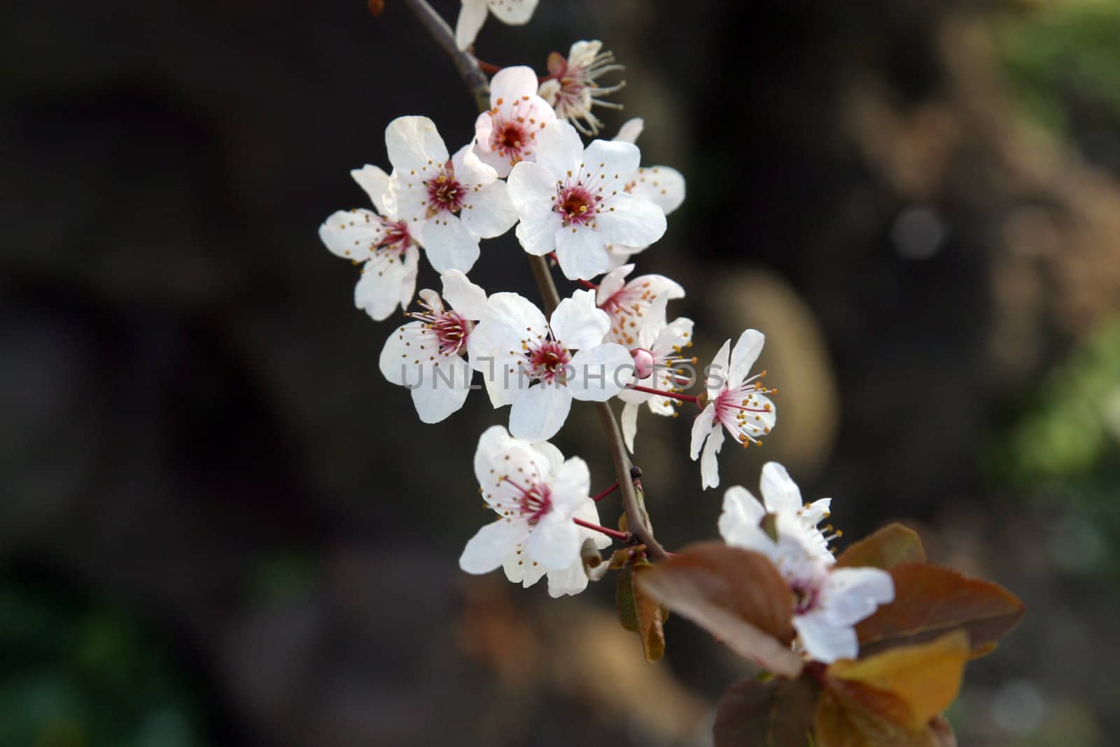 Close up of fruit flowers in the earliest springtime