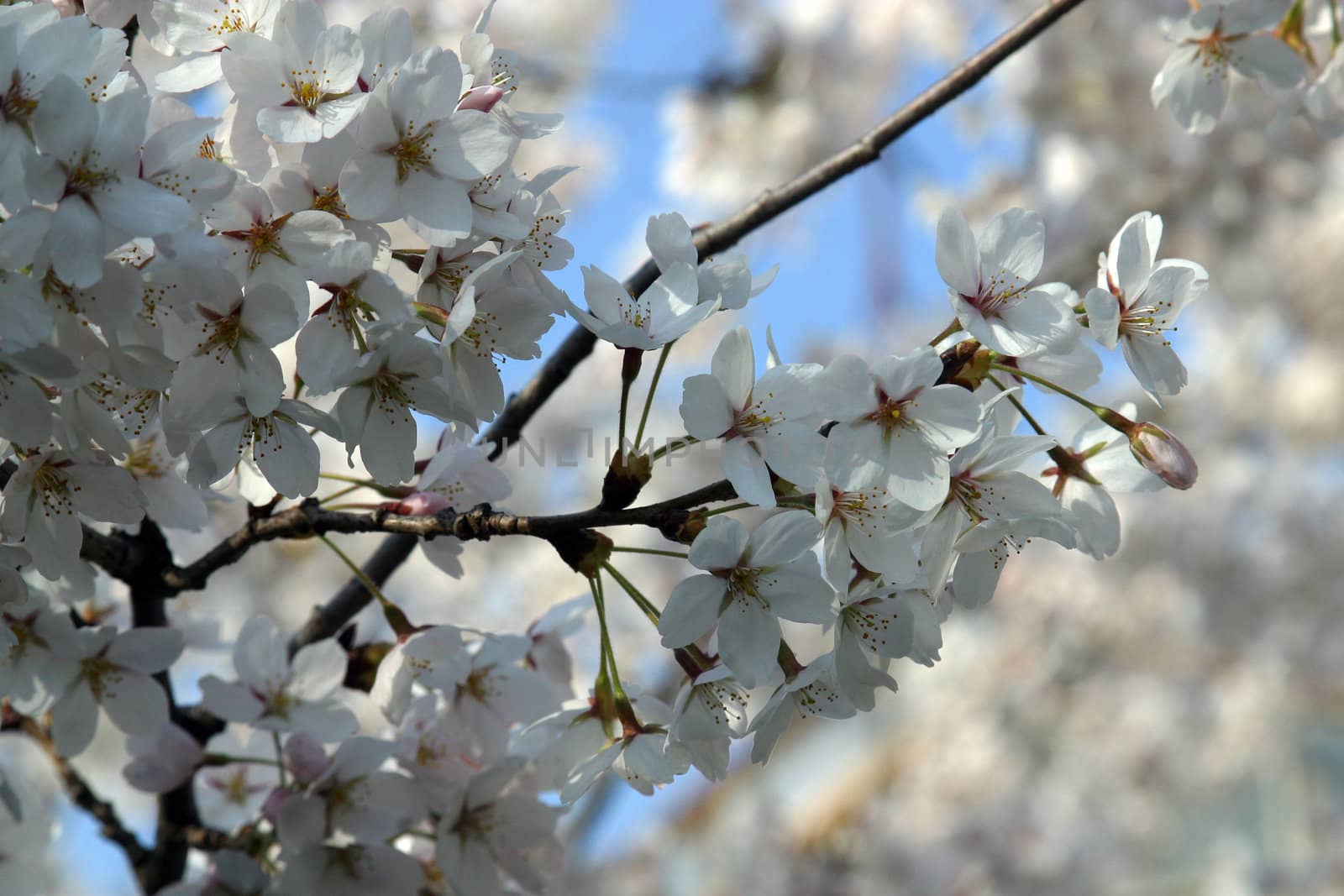 Close up of fruit flowers in the earliest springtime