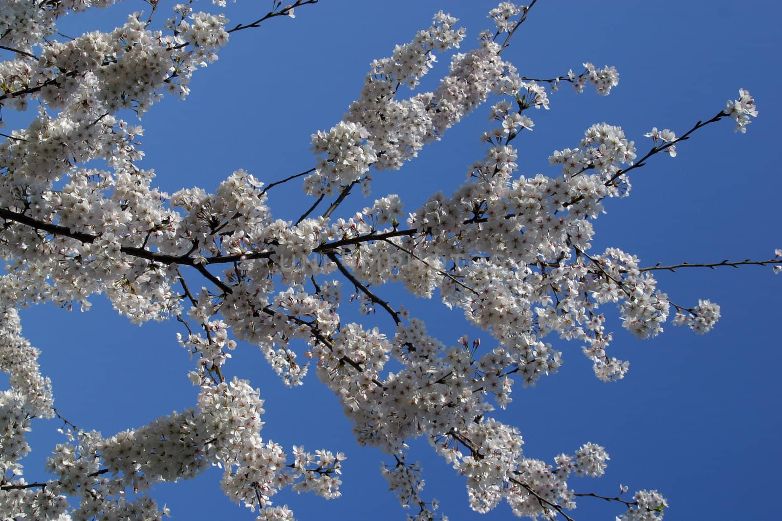 Close up of fruit flowers in the earliest springtime