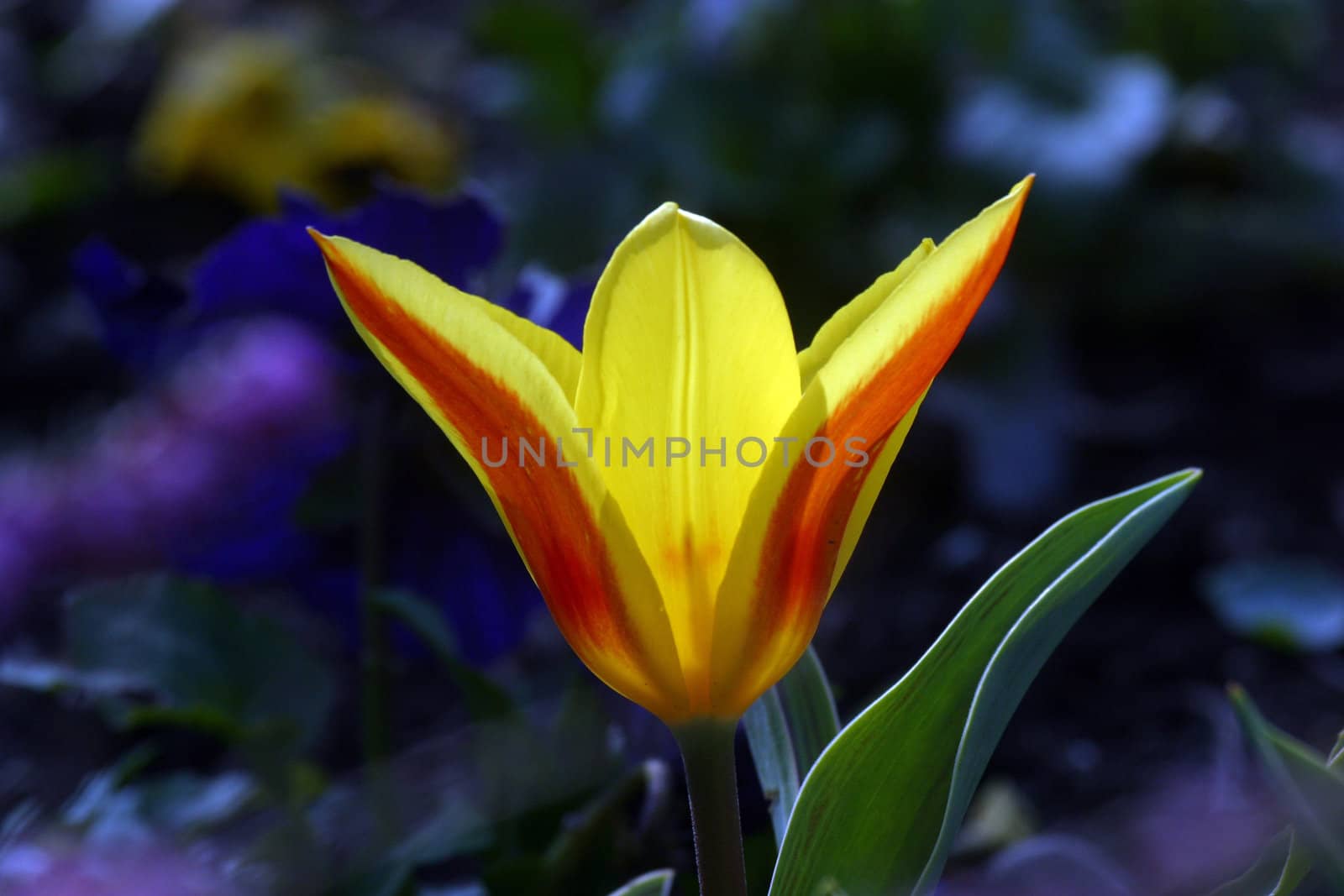 Yellow flower