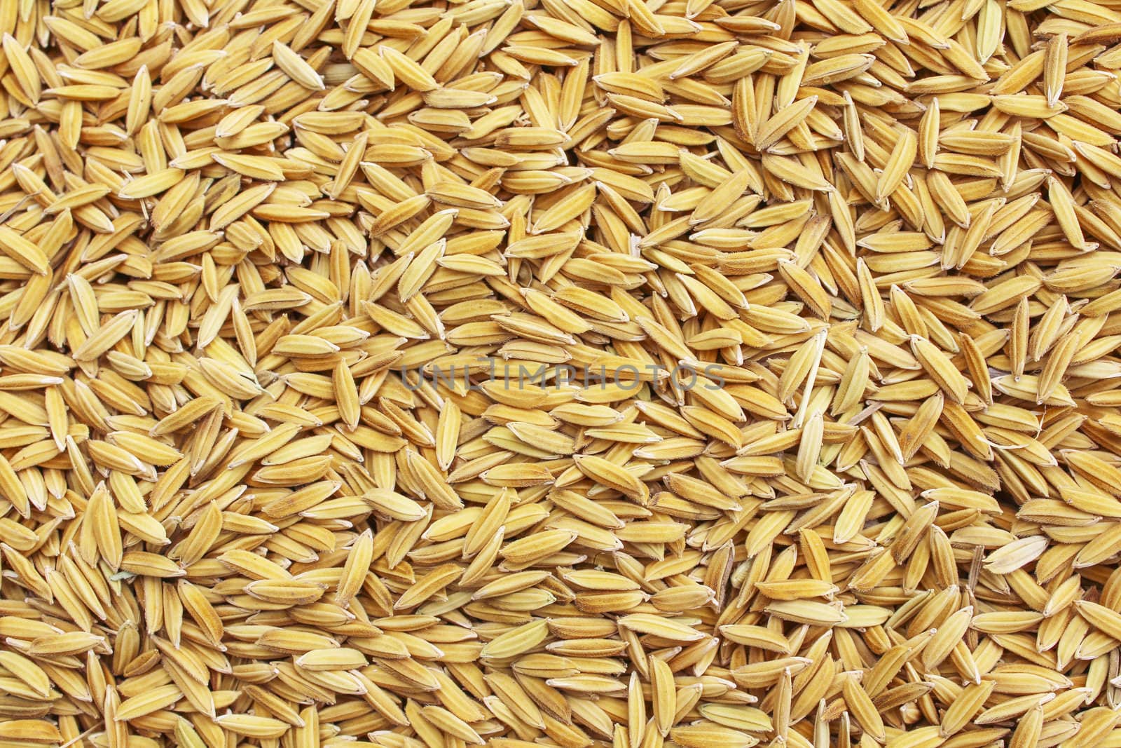 Jasmin ripe rice from Thailand