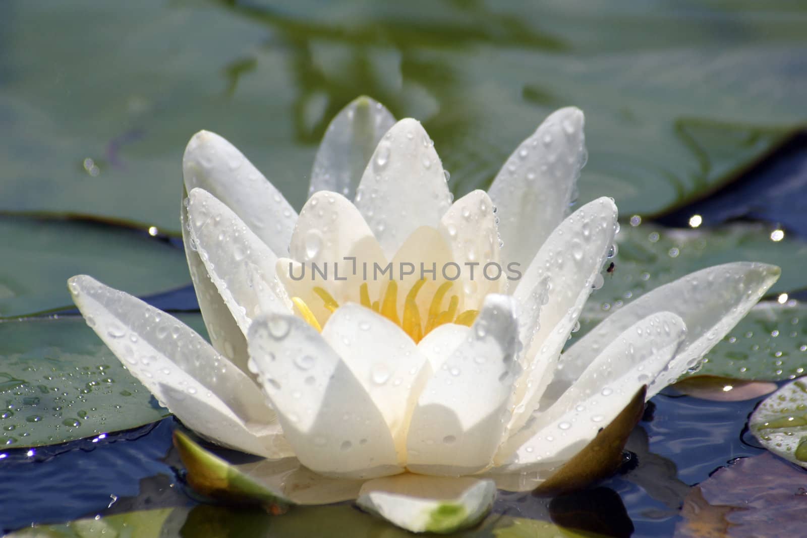 Beautiful Waterlily on pound in park