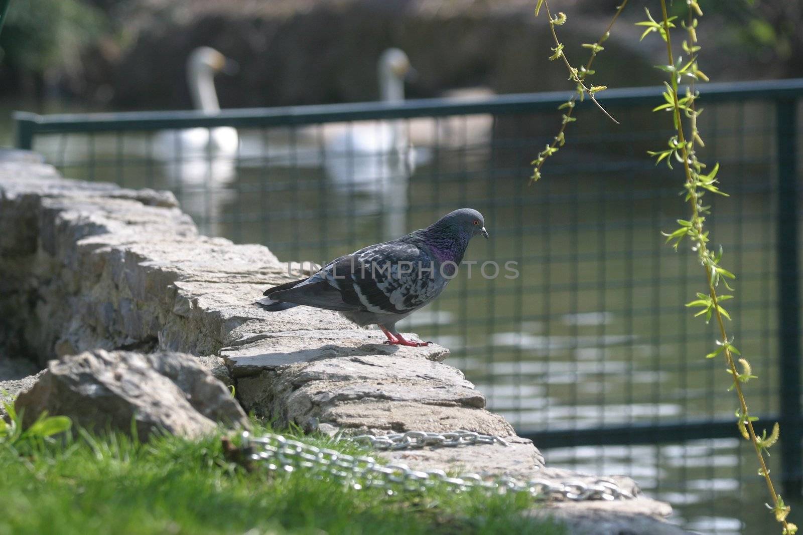 Dove