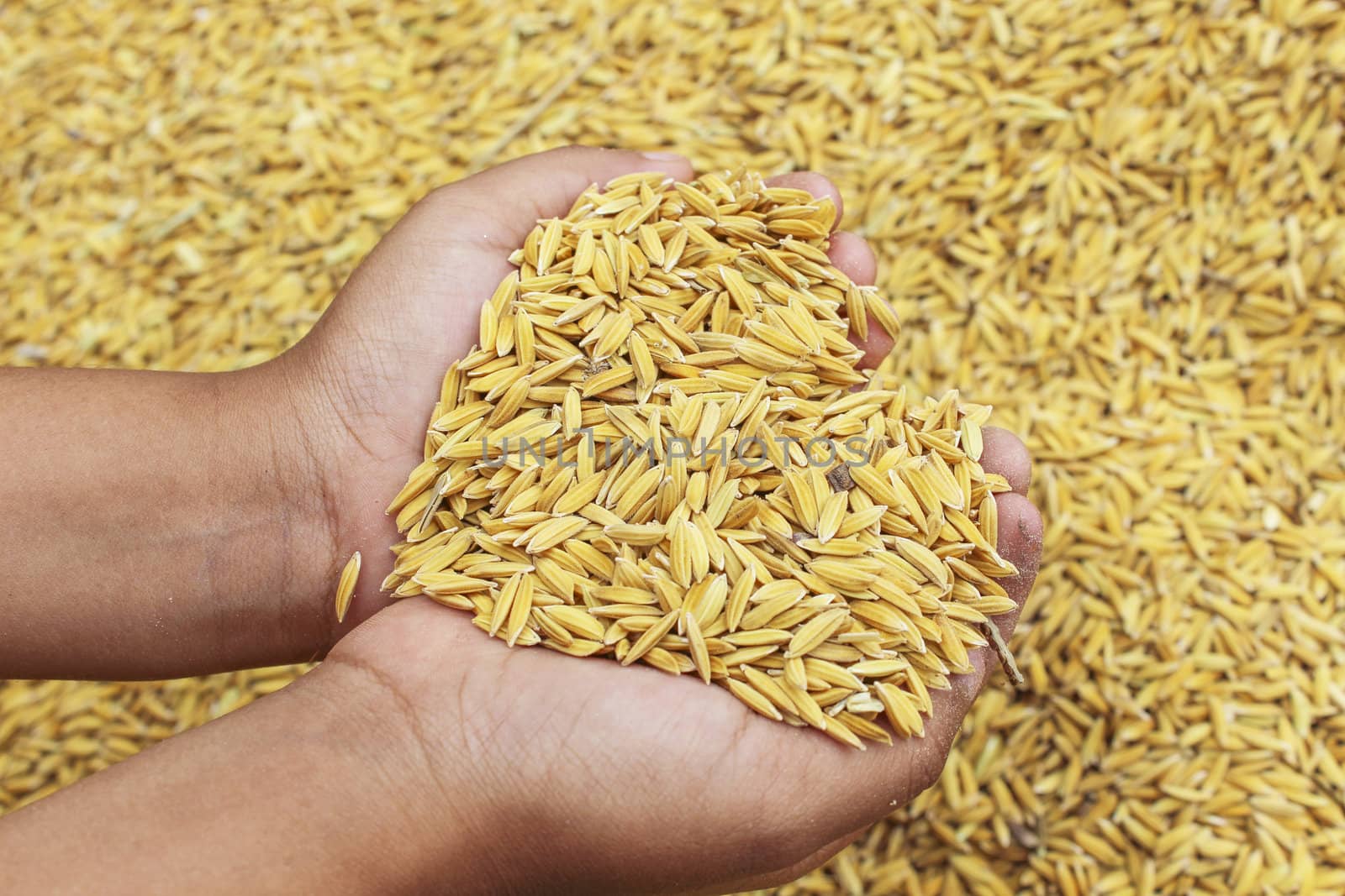 Jasmin ripe rice from Thailand