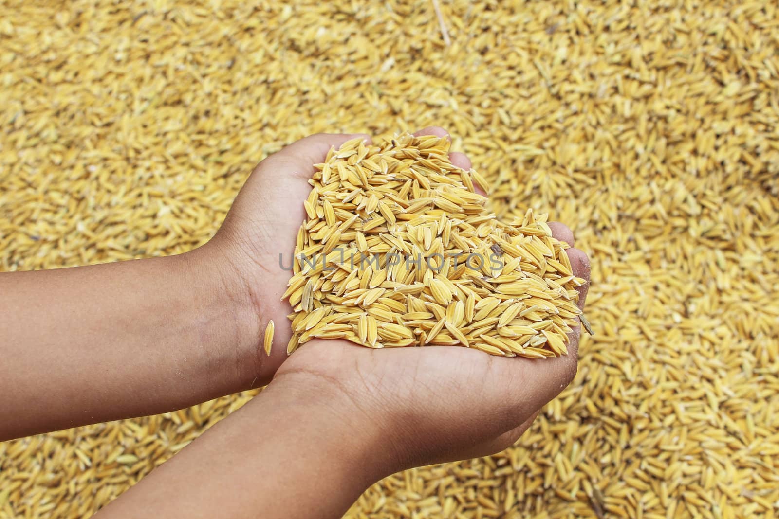 Jasmin ripe rice from Thailand
