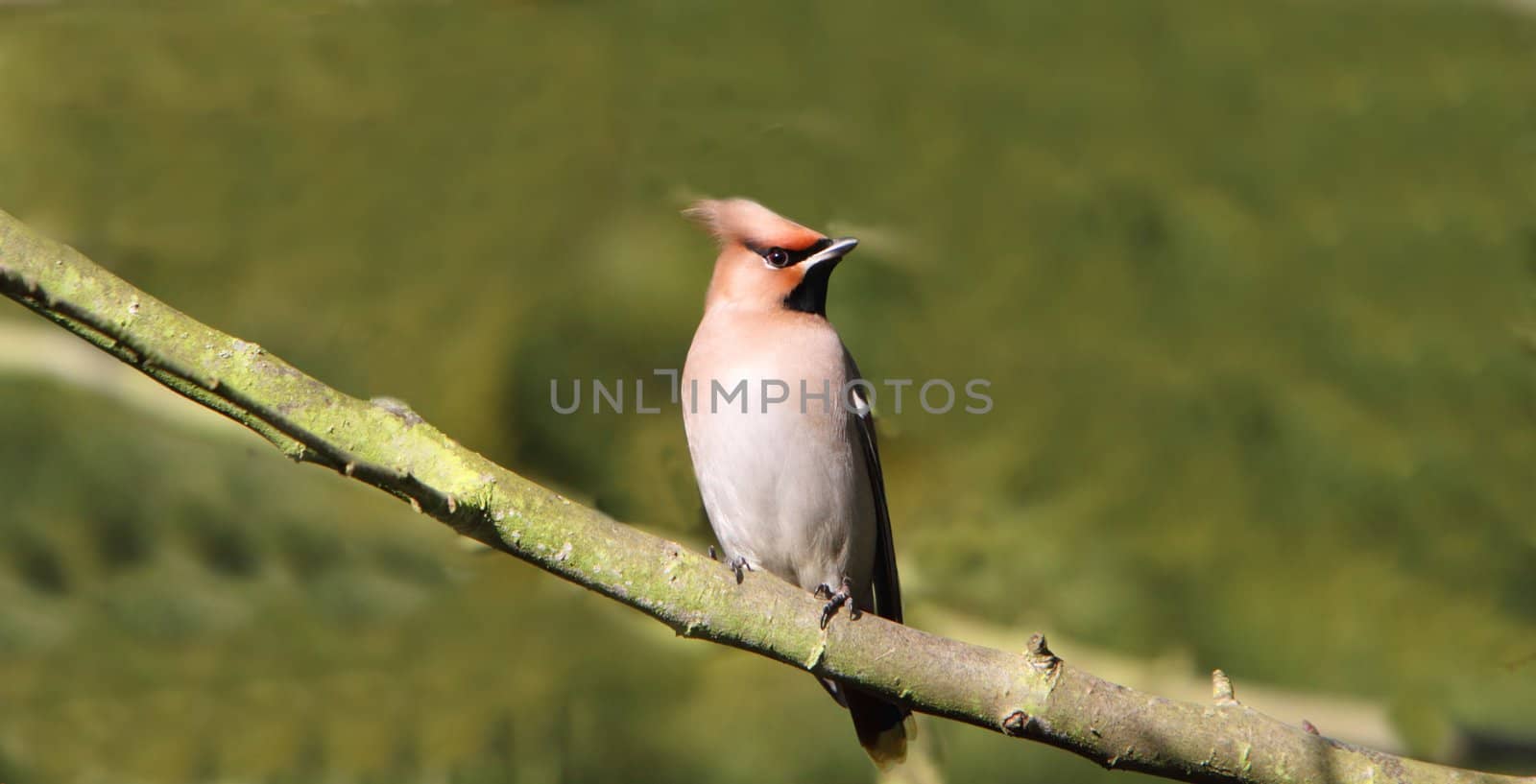 Bohemian waxwing