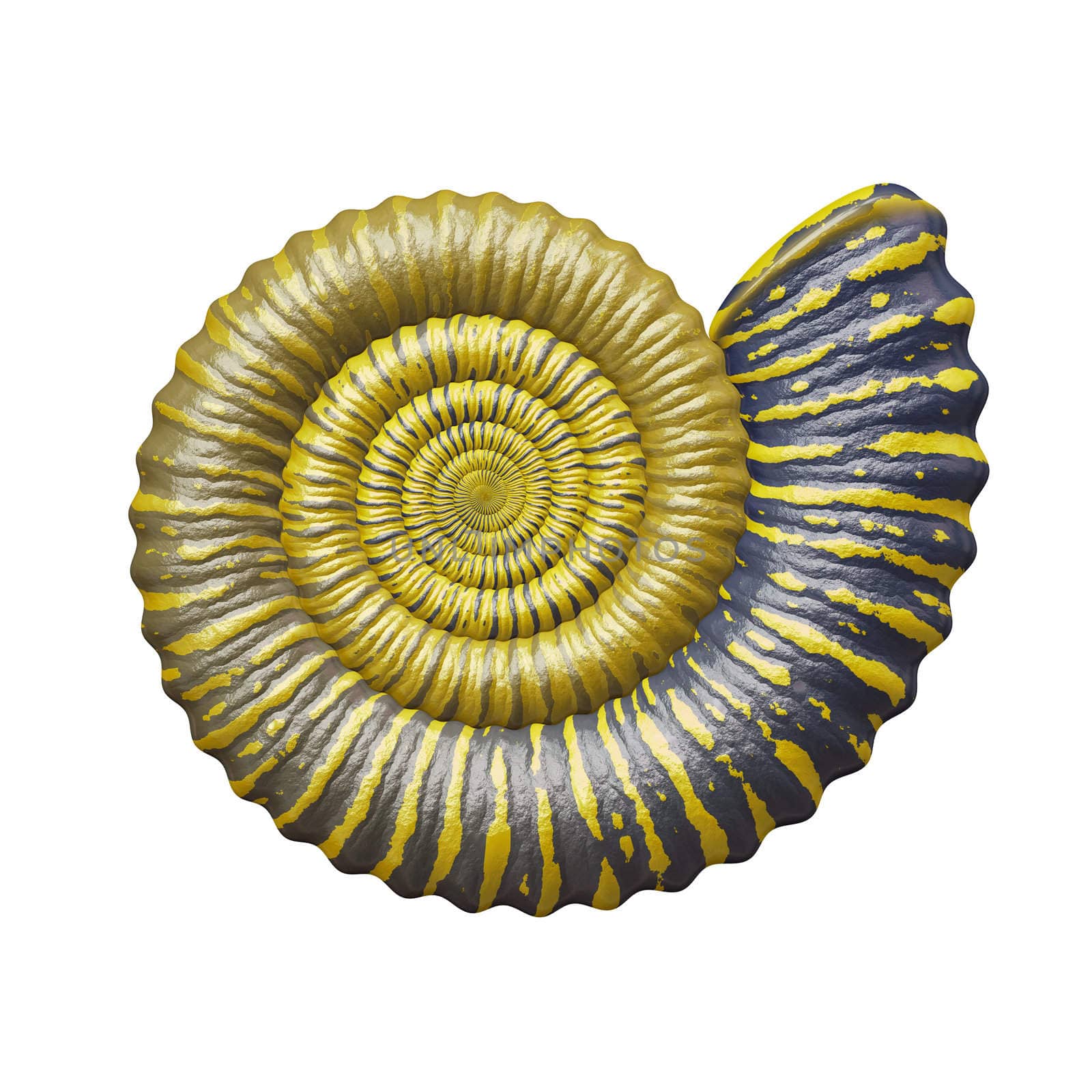 An image of a nice sea shell