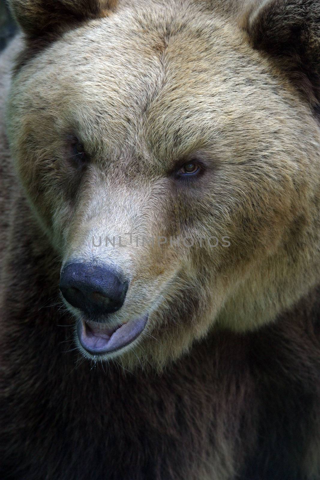 Bear