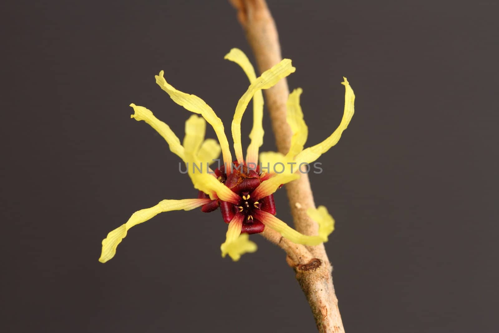 hamamelis mollis