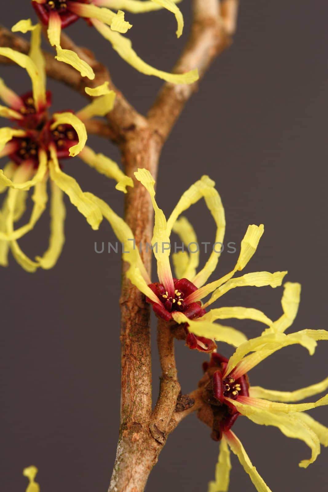 hamamelis mollis