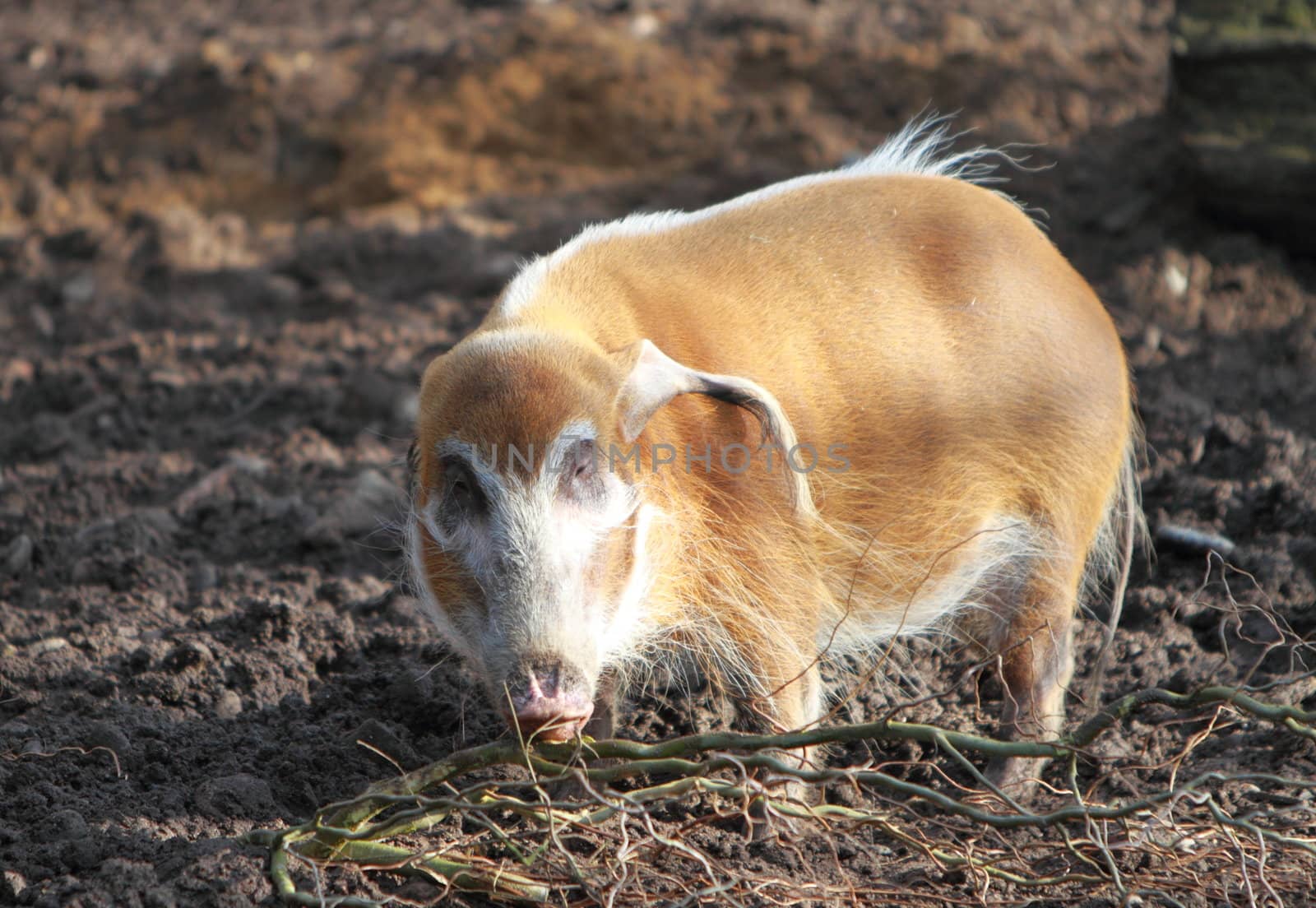 Red River Hog