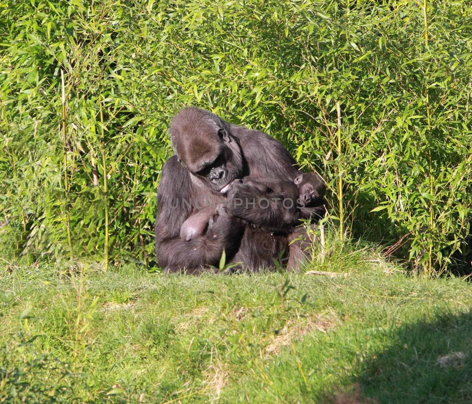 Gorilla and baby