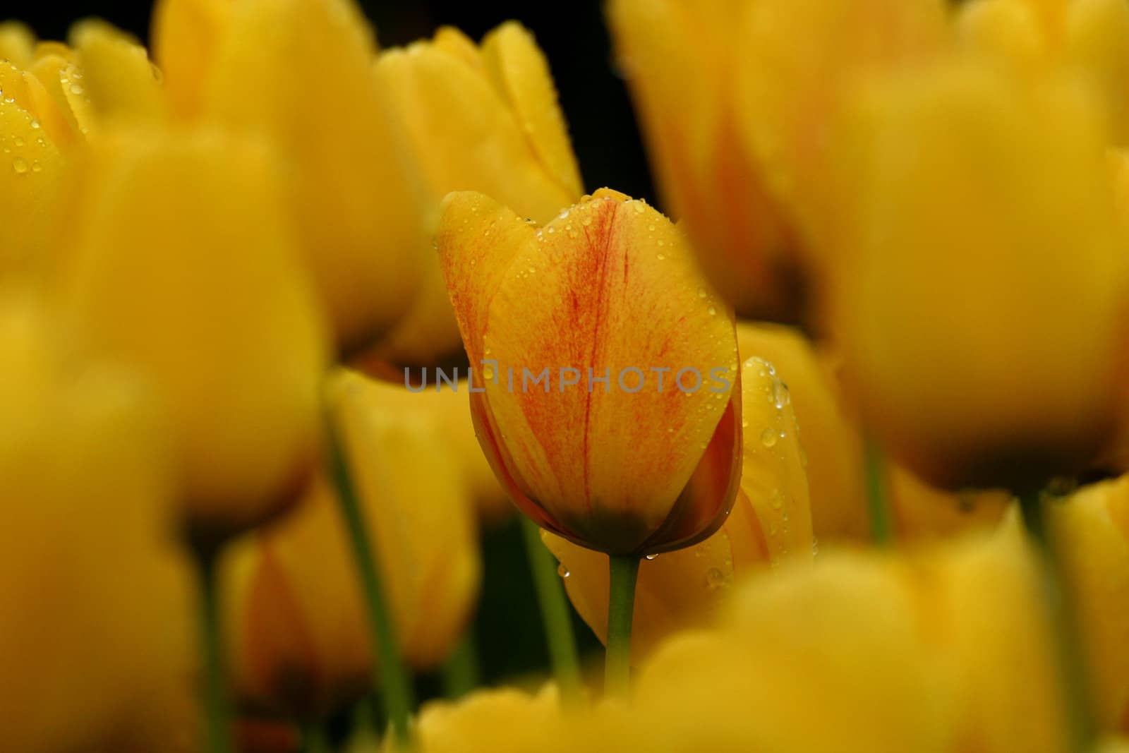 Tulips in full bloom