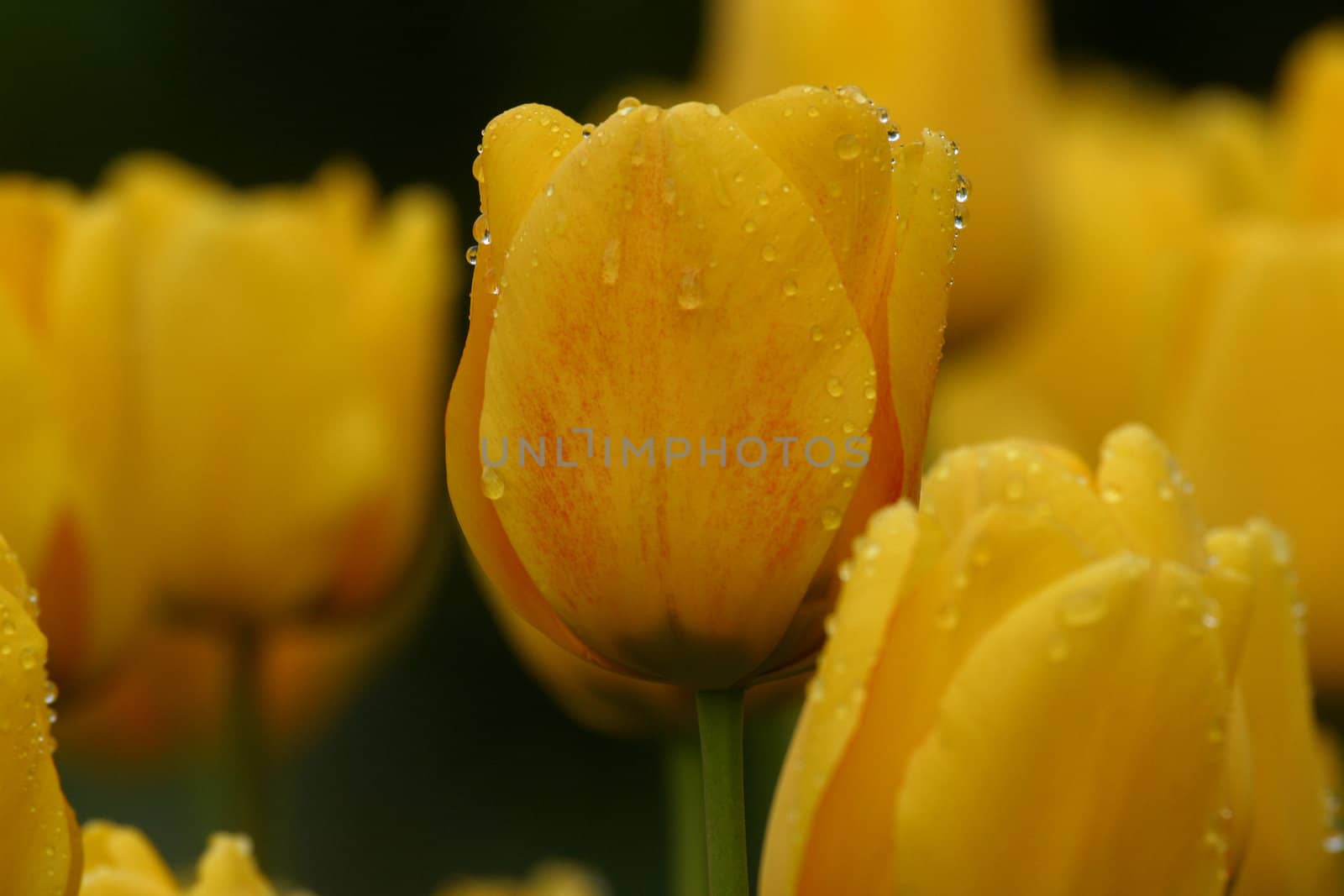 Tulips in full bloom