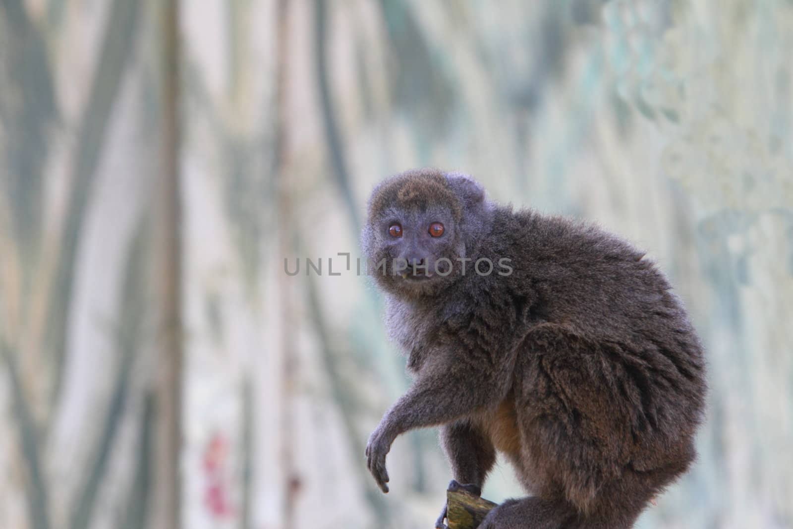 Alaotran gentle lemur