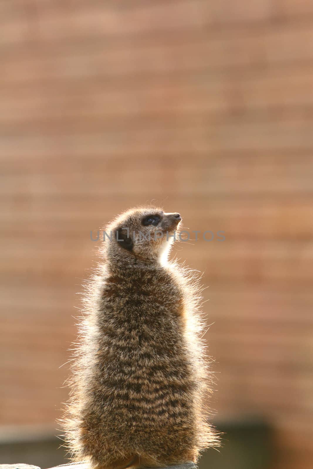 Meerkat