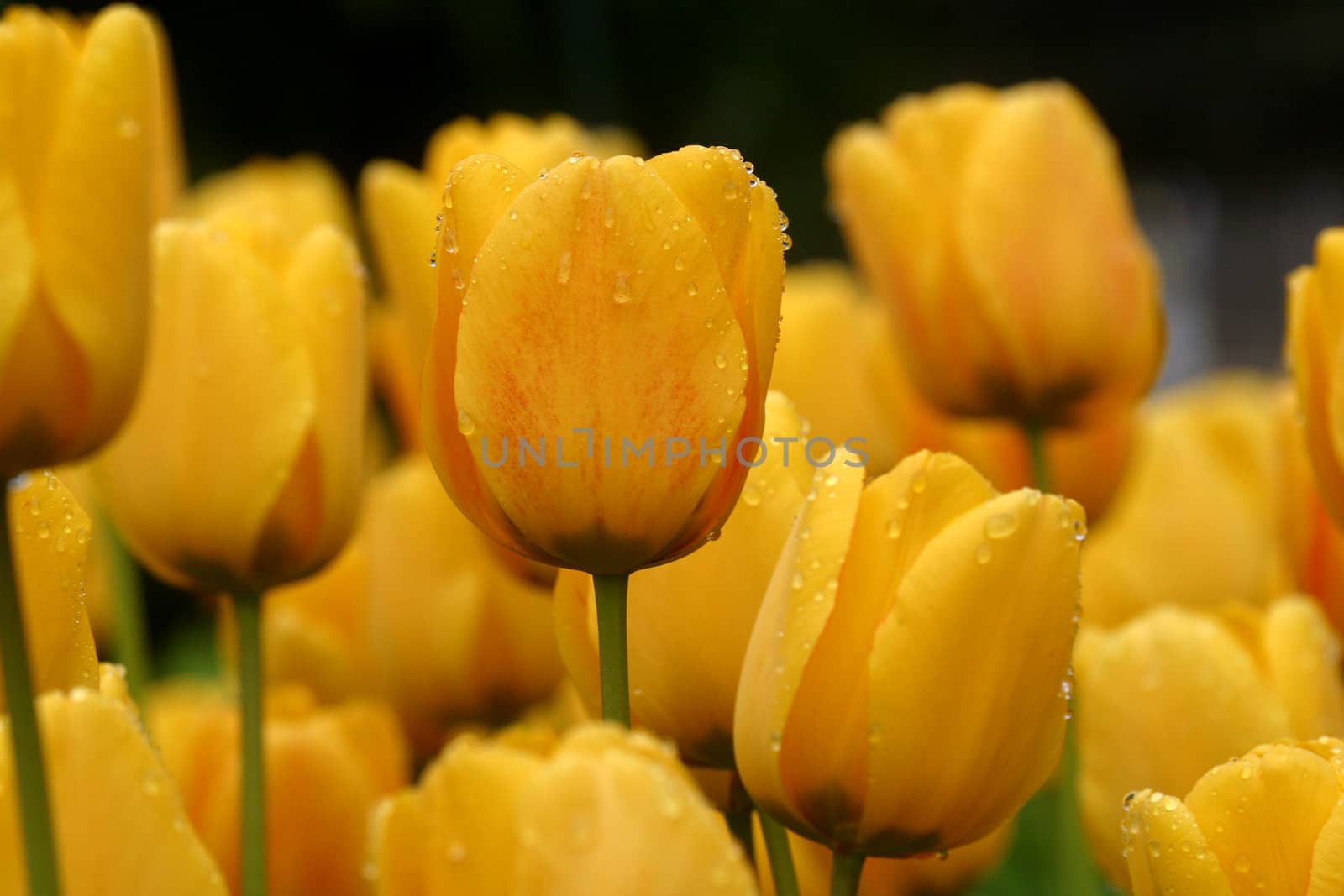 Tulips in full bloom