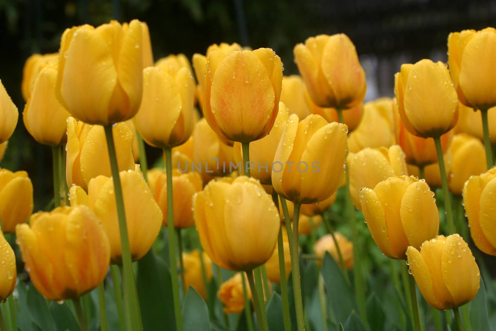 Tulips in full bloom