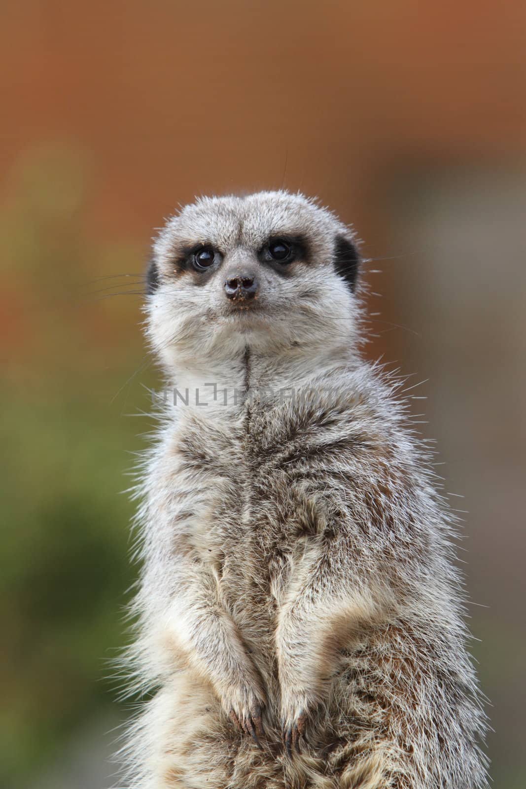 Meerkat