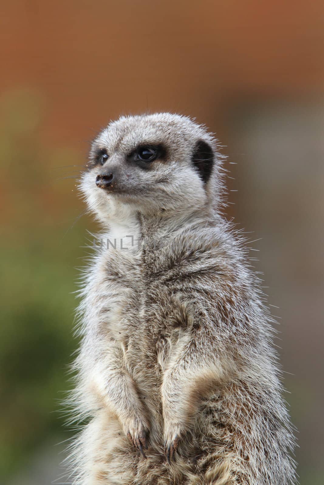 Meerkat