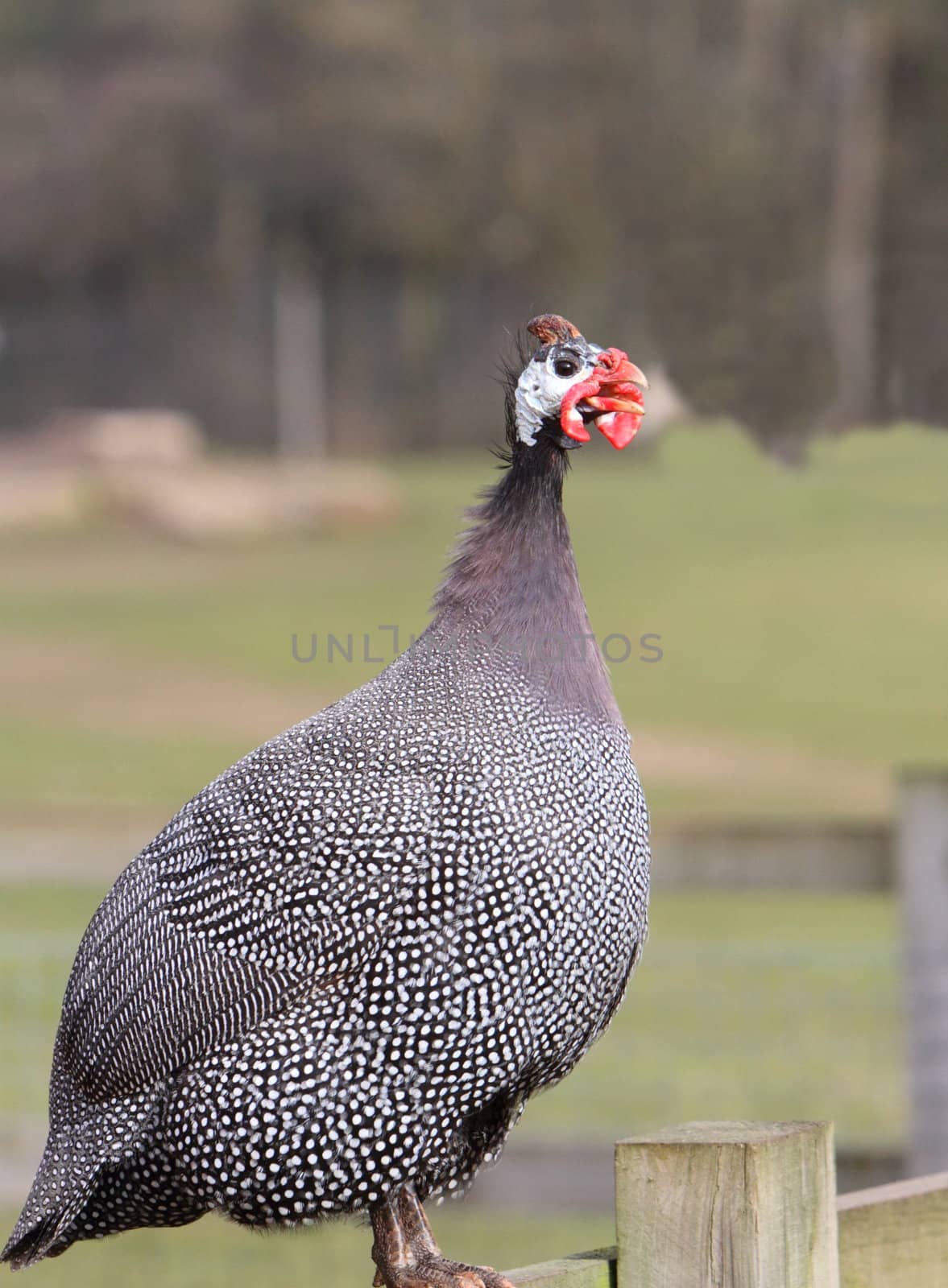 Guinea Fowl